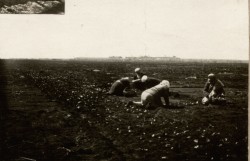 Фотография. Посадка лука в поле в Ставропольской психиатрической колонии. 1930-е гг. Из фотоальбома главного врача А.Я. Доршта 1939 г.